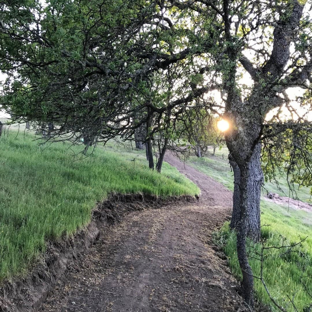 Un sendero de tierra entre robles al amanecer